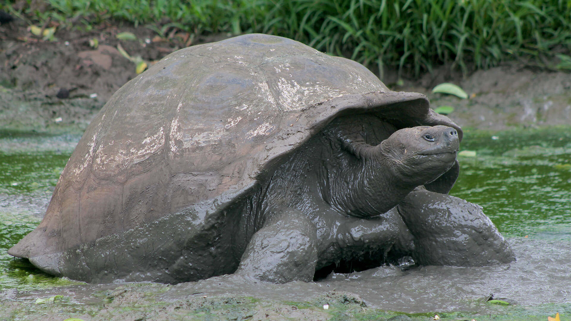 Tip Top V Tip Top Fleet