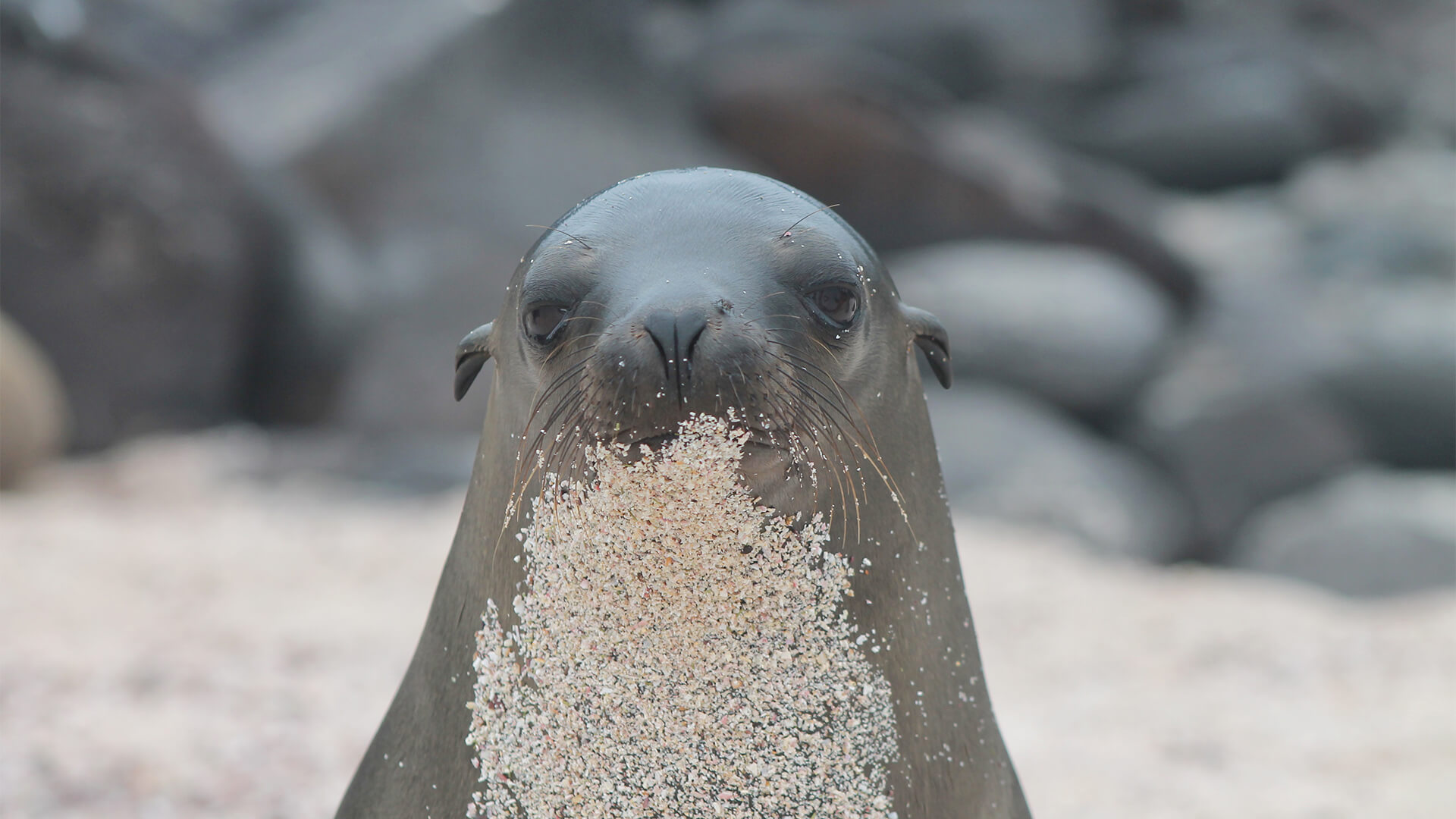 Tip Top V Tip Top Fleet